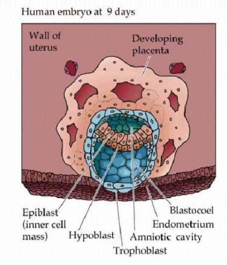 <ul><li><p>epiblast</p><ul><li><p>superficial layer &gt; embryonic body</p></li></ul></li><li><p>hypoblast</p><ul><li><p>deep cell layer form extraembryonic membranes</p></li><li><p>cells migrate - delaminate - from second layer under trophoblast - blastoceol now covered by two layers &gt; the yolk sac</p></li></ul></li></ul>