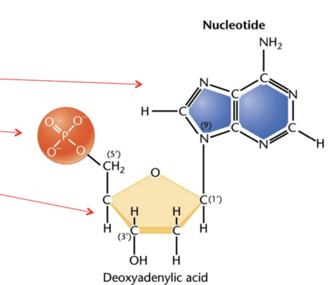 <p>-nitrogenous base</p><p>-a phosphate group</p><p>-a pentose sugar</p>