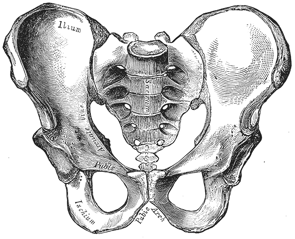 <p>What is the basin-shaped bony structure that supports the spine and is the point of proximal attachment for the lower extremities?</p>