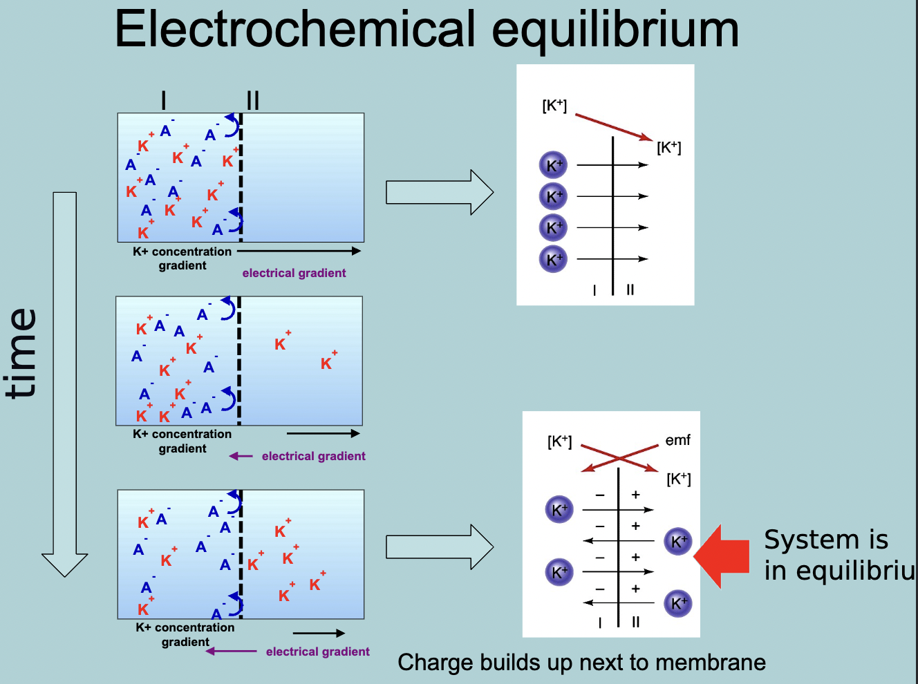 <p>Positive charges flow through the semi-permeable membrane till there is an equal amount of charge between the K+ and A-, once equilibrium is reached the K+ will continue to flow back and forth between the semi-permeable to maintain the system of equilibrium&nbsp;</p>