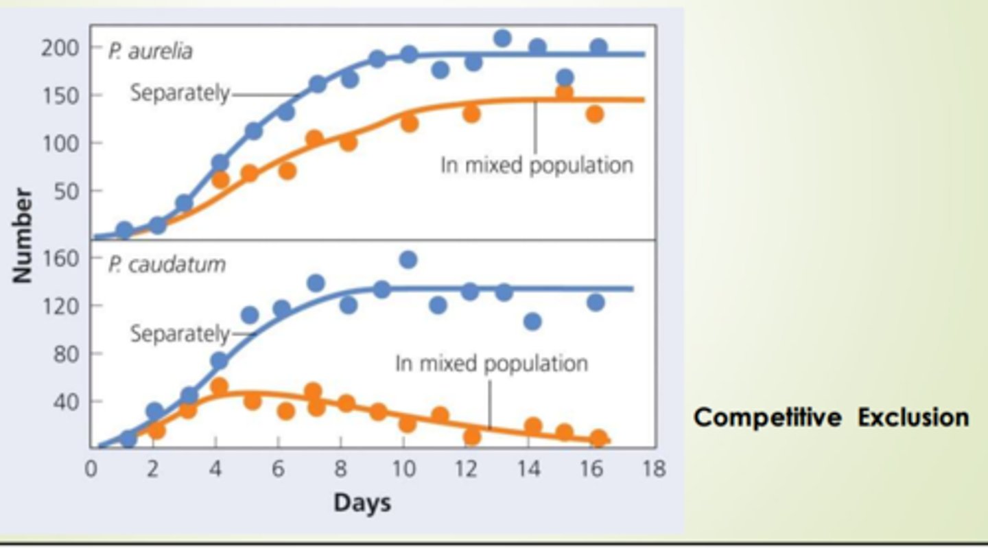 <p>P. aurelia wins</p>