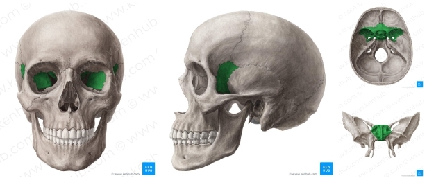 <p>Wedge-Shaped, makes eyes socket, majority inside</p>