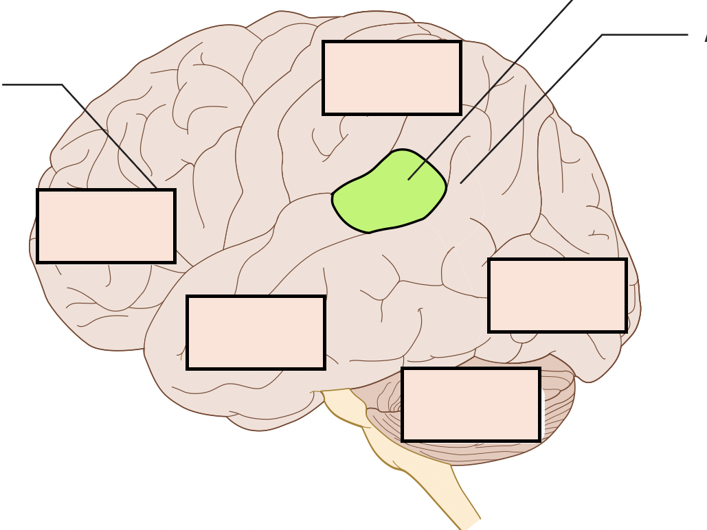 processes the information from speech or writing and comprehends its meaning