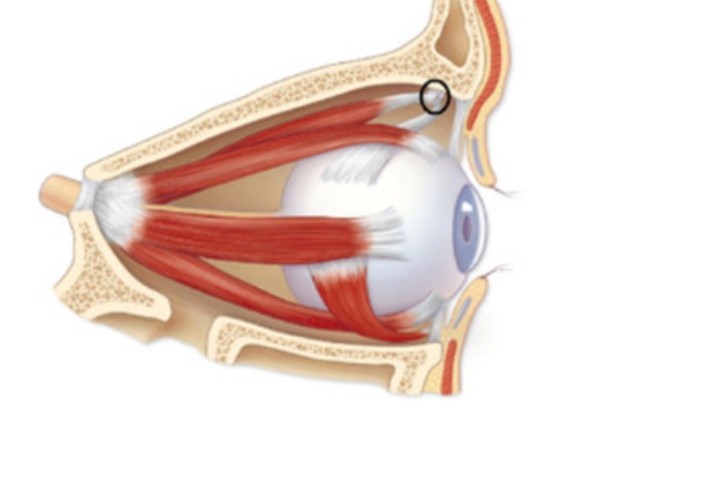 <p>Pulley-like structure for superior oblique muscle tendon</p>