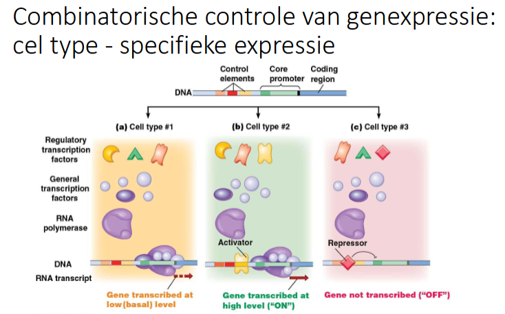 <p>algemene en RNA pol zijn hetzelfde</p><p>regulerende verschillen en kunnen overlappen</p>
