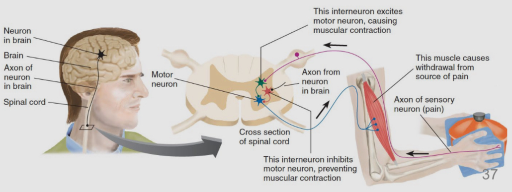 <ul><li><p>it will send an action potential down the spinal cord to override this chain of event </p></li><li><p>The cortical neuron can trigger an action potential in a different interneuron in the spinal cord, one that had an inhibitory influence on motor  neurons</p></li><li><p>When the interneuron spikes and releases neurotransmitter onto a motor neuron, it causes the motor neuron to hyperpolarize and not spike, thus counteracting the withdrawal reflex </p></li><li><p>This circuit depicts a context between two competing drives ( drop the pan or keep holding it)</p></li></ul><p></p>