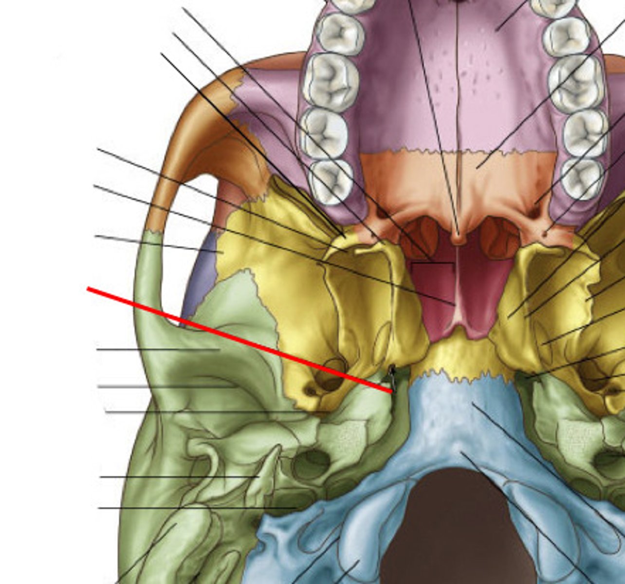 <p>Passage for maxillary nerve and artery.</p>
