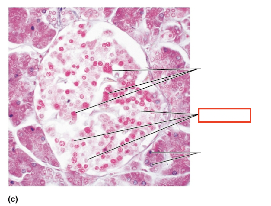 <p>What structure is highlighted?</p>