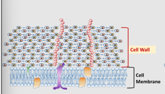<p>what bacteria is this?</p>