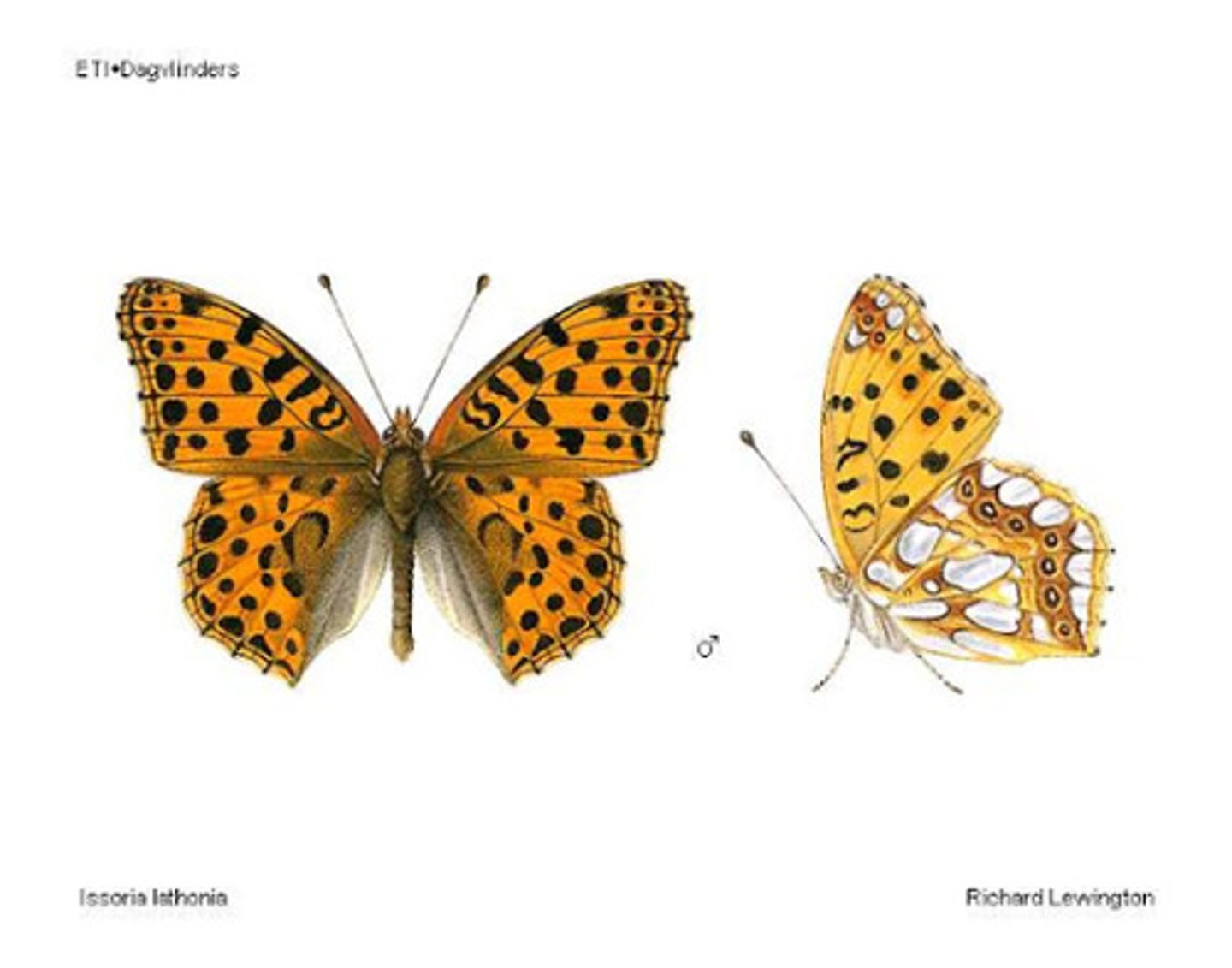 <p>Parelmoervlinders, bovenkant oranje met zwarte vlekken, onderkant wit, dagvlinder</p>