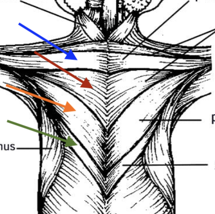 <p>orange arrow</p>