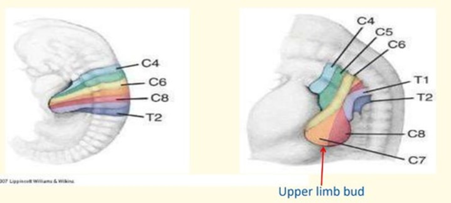 <p>C4-C8</p><p>T1-T2</p>