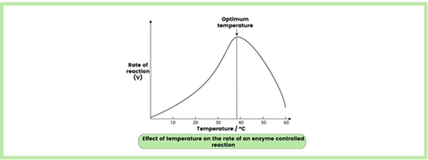 <p>1. An increase in temperature provides molecules with more kinetic energy</p><p>2. This results in more collisions between active sites and substrate molecules, which leads to the formation of more enzyme-substrate (E-S) complexes</p><p>3. This increases the rate of reaction up to the optimum temperature, where the rate of reaction is at its maximum</p><p>4. Increasing the temperature above this point causes the tertiary structure of the enzyme to denature, as the hydrogen and ionic bonds are broken</p><p>5. The active site changes shape and is no longer complementary to the substrate, so fewer E-S complexes are formed</p><p>6. The rate of reaction decreases as the substrate has difficulty binding to the altered active site</p>