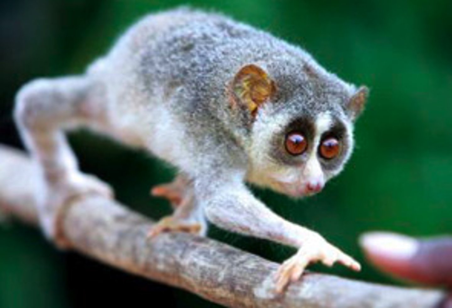 <p>Lorises are found on mainland (Asia/Africa), nocturnal, quadrupedal</p>