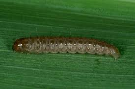 <p>Size: 15–25 mm. Larvae skeletonize leaves; live in silk-lined thatch tunnels.</p>