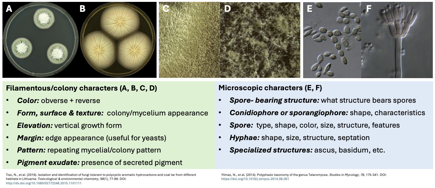 <p><strong><em><u>cfem 2p</u></em></strong></p><ul><li><p><strong>Color </strong>= obverse (front of plate) + reverse (bottom)</p><ul><li><p>Obverse = mycelial features</p></li><li><p>Reverse = secretory features</p></li></ul></li><li><p><strong>Form, surface, &amp; texture</strong> = colony / mycelium appearance</p></li><li><p><strong>Elevation</strong> = vertical growth form</p></li><li><p><strong>Margin</strong> = edge appearance (useful for yeasts)</p></li><li><p><strong>Pattern</strong> = repeating colony / mycelial pattern</p></li><li><p><strong>Pigment exudates</strong> = presence of secreted pigments</p></li></ul><p></p>