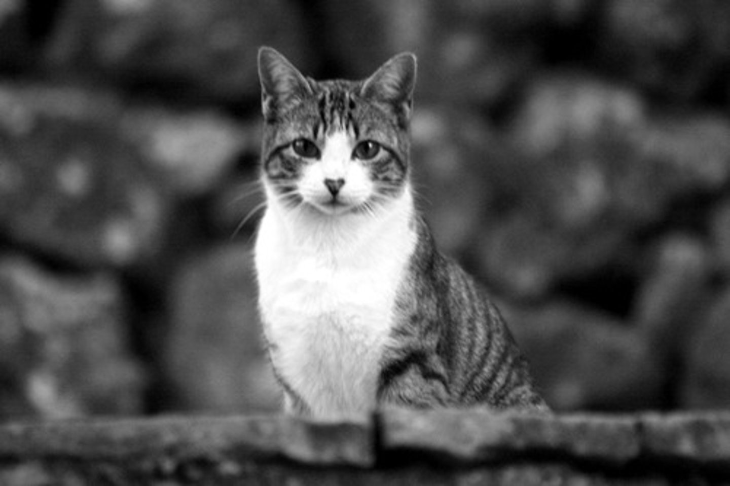 <p>cat</p>