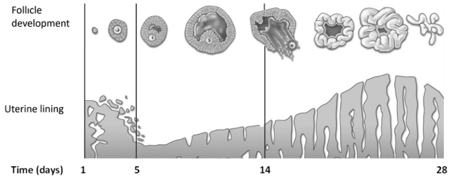 <p>Does the graph indicate that the woman became pregnant during this menstrual cycle? Explain your answer</p>