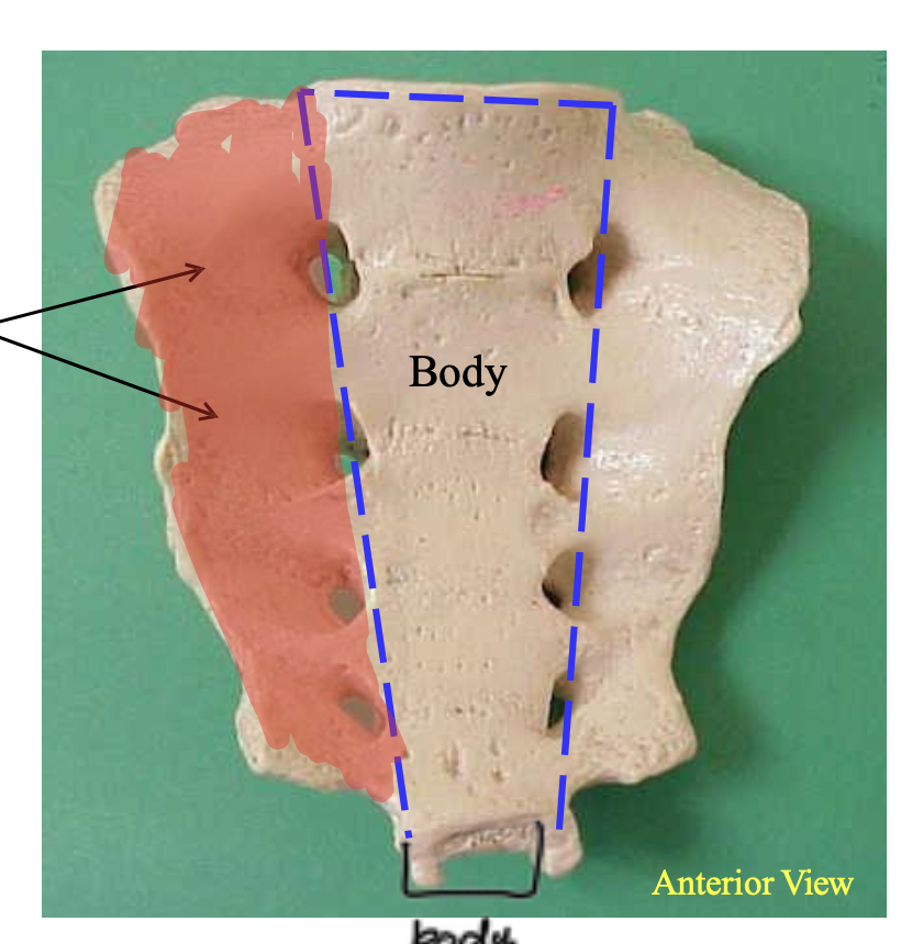 <p>Name the highlighted structure.</p>