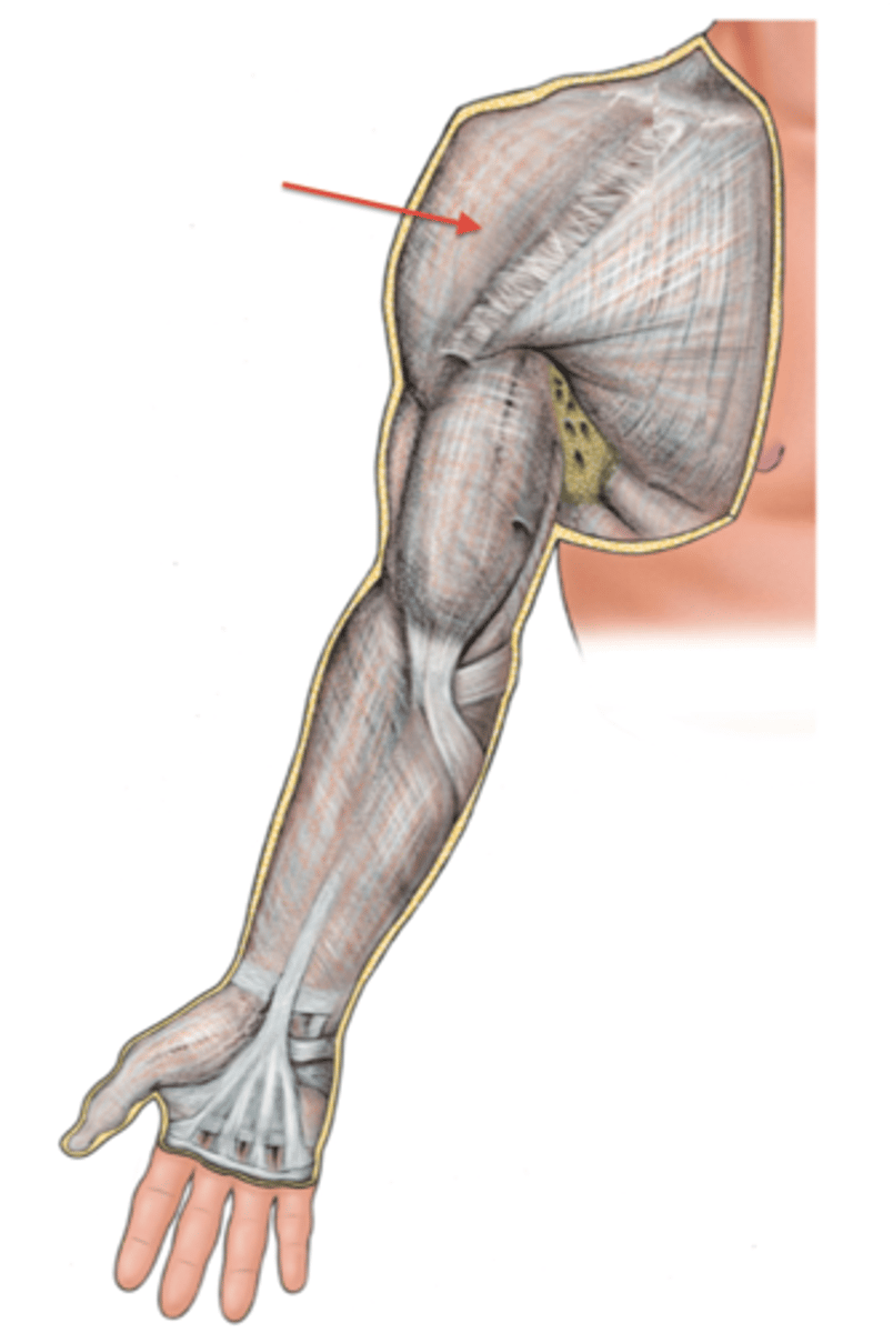 <p>covers the deltoid muscle and is continuous anteriorly with the pectoral fascia and posteriorly with the infraspinous fascia</p>