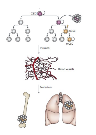 <p>• Cells that seed metastases are CSCs</p><p>• Are all CSCs capable of metastases?</p><p>OR</p><p>• do they need to evolve new abilities to undergo metastases?</p>
