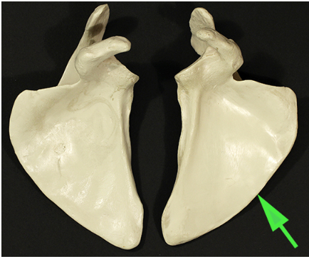 <p>Name the border of the scapula being indicated by the green arrow.</p>