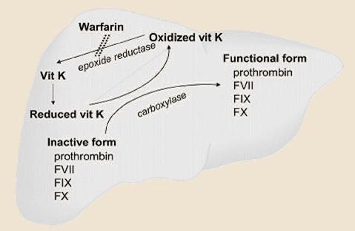 <p>Inhibits vitamin K epoxide reductase, blocking synthesis of vitamin K-dependent clotting factors</p>