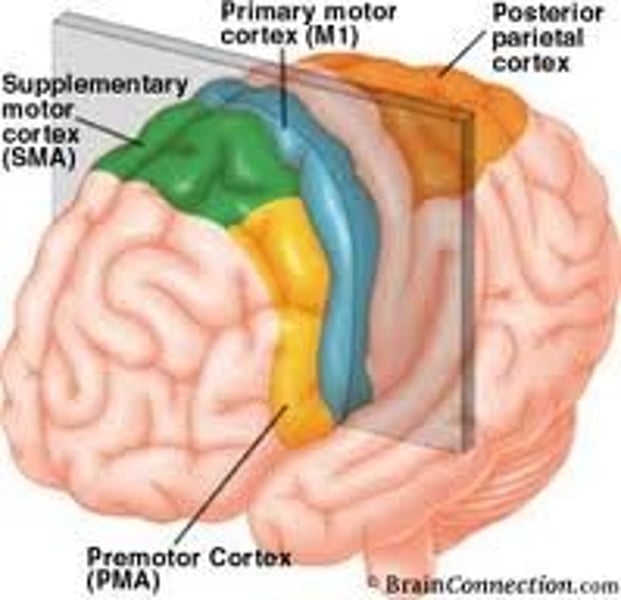 <p>an area at the rear of the frontal lobes that controls voluntary movements.</p>