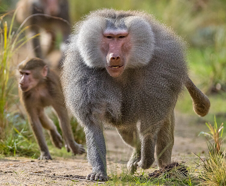 <p>baboons</p>