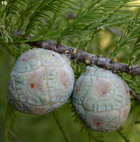 <p>“soccer balls”, green or brown </p>