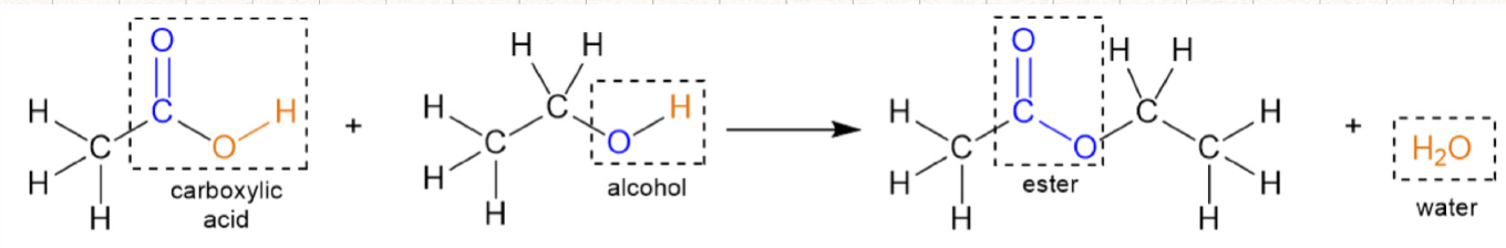 <p>ester linkage (no N present)</p><p>reactants: carboxylic acid and alcohol</p><p>products: ester and water </p>