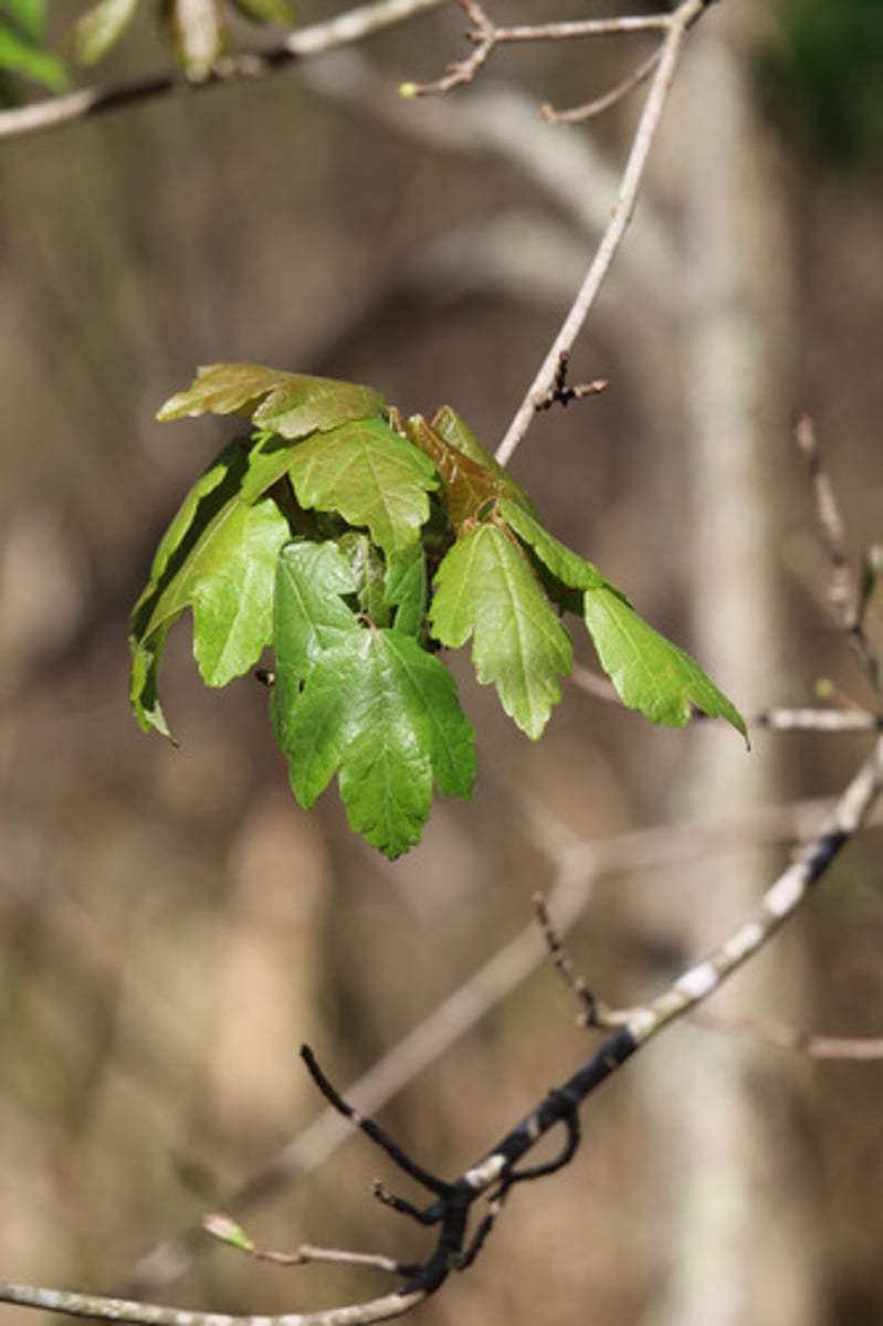 <p>what is the name of the tree whose leaves are pictured here?</p>