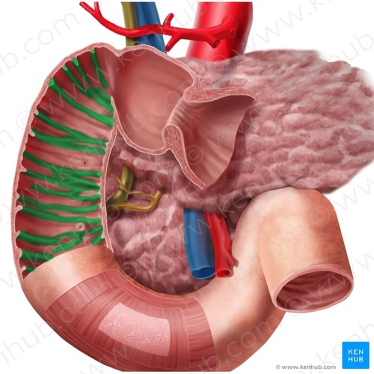 knowt flashcard image