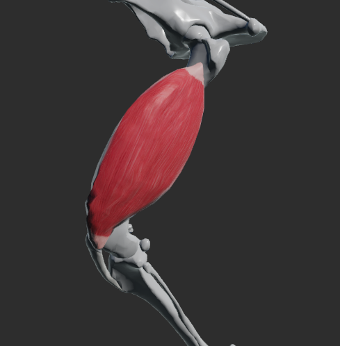 <p>odstup: laterální a kaudální strana femuru</p><p>úpon: tuberositas tibiae (přes ligamenta patellae)</p><p>funkce: extenze v articulatio genus.</p>