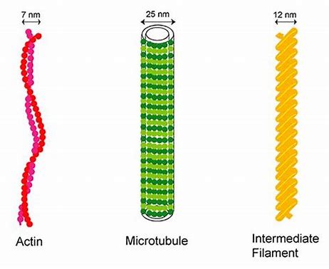 <p>A component of the cytoskeleton that includes filaments intermediate in size between microtubules and microfilaments. </p>