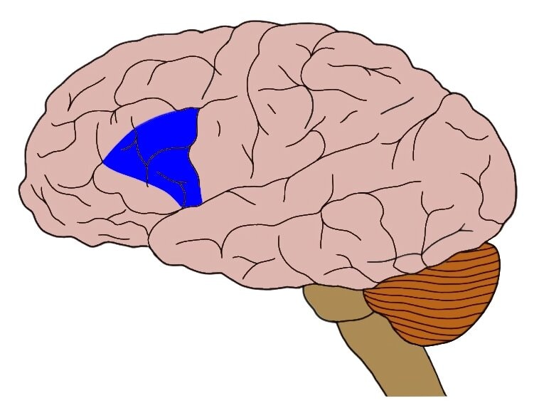 region of the frontal lobe associated with the motor commands necessary for speech production and located only in the cerebral hemisphere responsible for language production, which is the left side in approximately 95 percent of the population