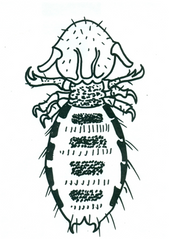 <p>What order is this louse from?</p>