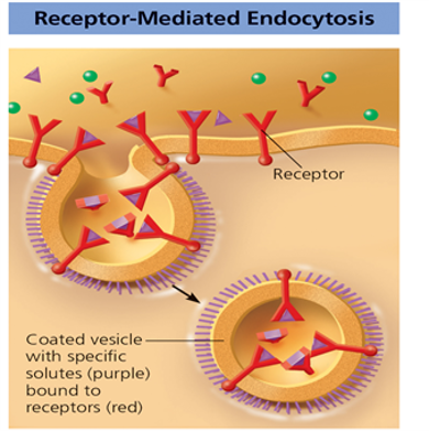 <p>On the plasma membrane there are <strong>receptors </strong>for certain substances. Receptor binds to its ligand forming a complex which moves to a special region called “<strong>coated pit.</strong>” This forms a vesicle and the vesicles fuses with a lysosome.</p>