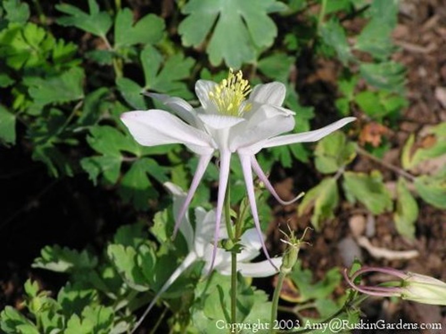 <p>what flower shape is this?</p>