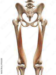 extensor of the thigh, flexor of the leg