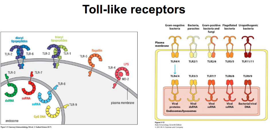 <p>Intracellular vs extracellular receptors → logic behind corresponding PAMPs (location helps determine what each binds):</p><ul><li><p>Intracellular for viruses</p></li><li><p>Extracellular for bacteria</p></li></ul><p></p>