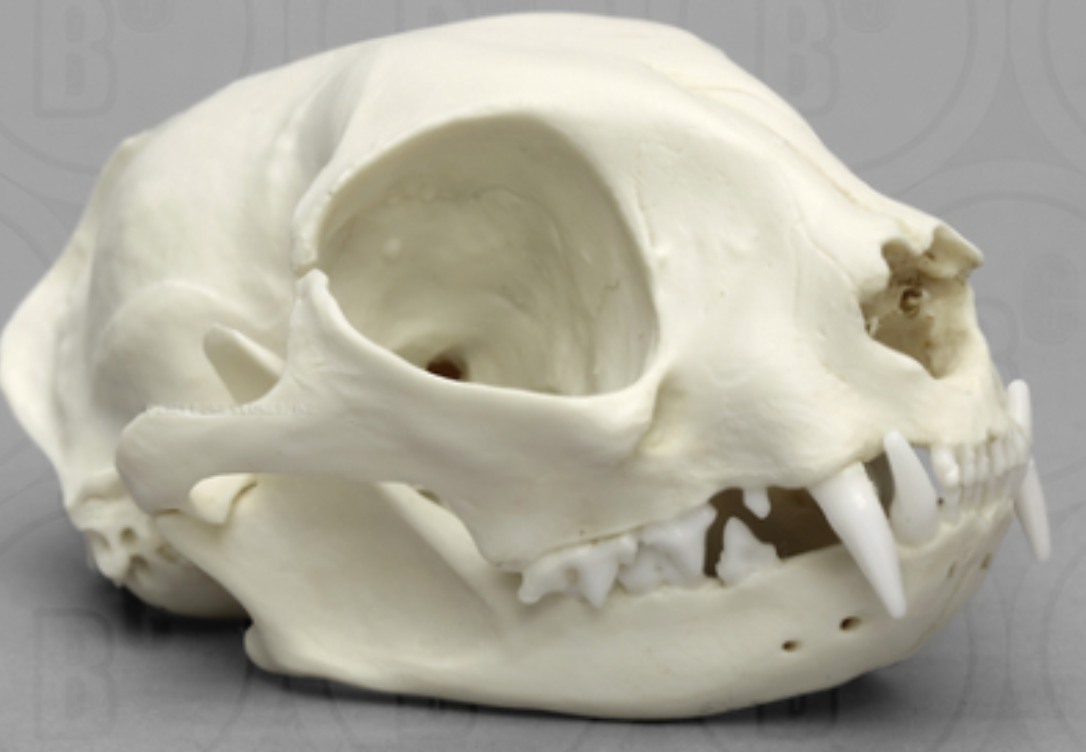 <p>Identify the species this skull belongs to</p>