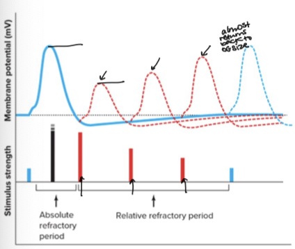 <p>Relative Refractory Period</p>