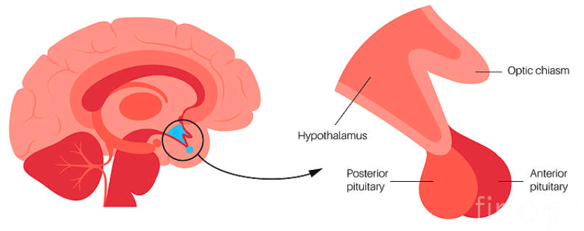 <ul><li><p>the endocrine system’s most influential gland</p></li><li><p>under the influence of the hypothalamus</p></li><li><p>regulates growth and controls other endocrine glands</p></li></ul><p></p>