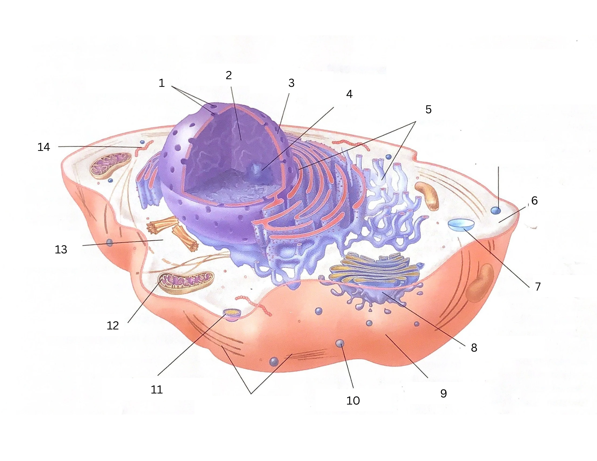 <p>6</p>