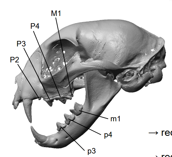 <p>premolars and postcarnassial teeth reduced</p>