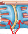 enlarged areas of the sarcoplasmic reticulum surrounding the transverse tubules.