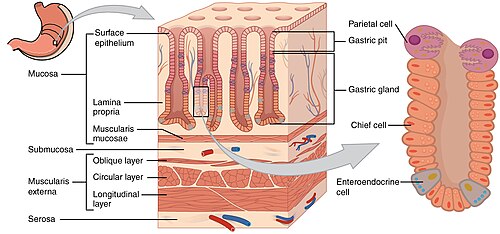 <p>Layer of pits/glands?</p>