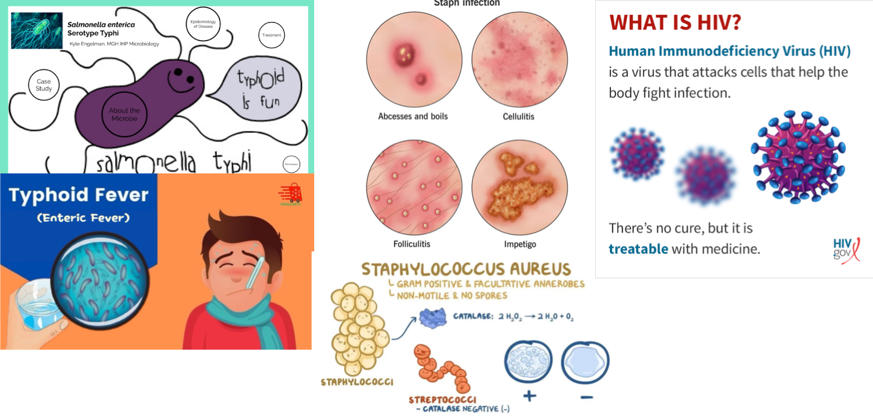 <ol><li><p>Moderate risk of transmission, but are easily treatable</p><ul><li><p>Salmonella enterica serotype typhi (typhoid flu)</p></li><li><p>Staphylococcus aureus</p></li></ul></li></ol><p></p><ol><li><p>Low chance of transmission, but causes serious disease</p><ul><li><p>HIV human immunodeficiency virus</p></li></ul></li></ol><p></p>