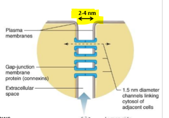 <p>Protein-lined channels that link two cells - small diameter links what can be exchanged e.g. small molecules and ions only </p>